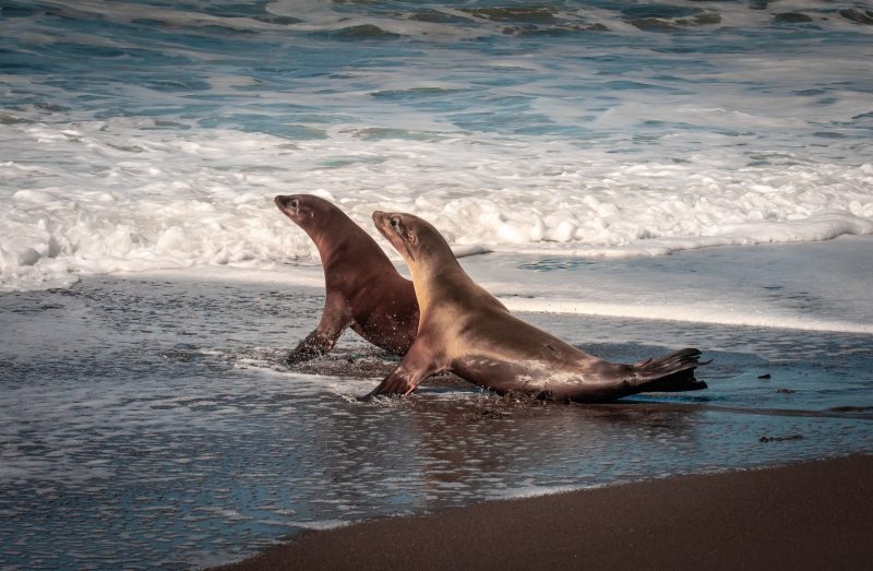 Sea Lions in the waves