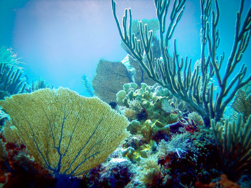 Coral Composition