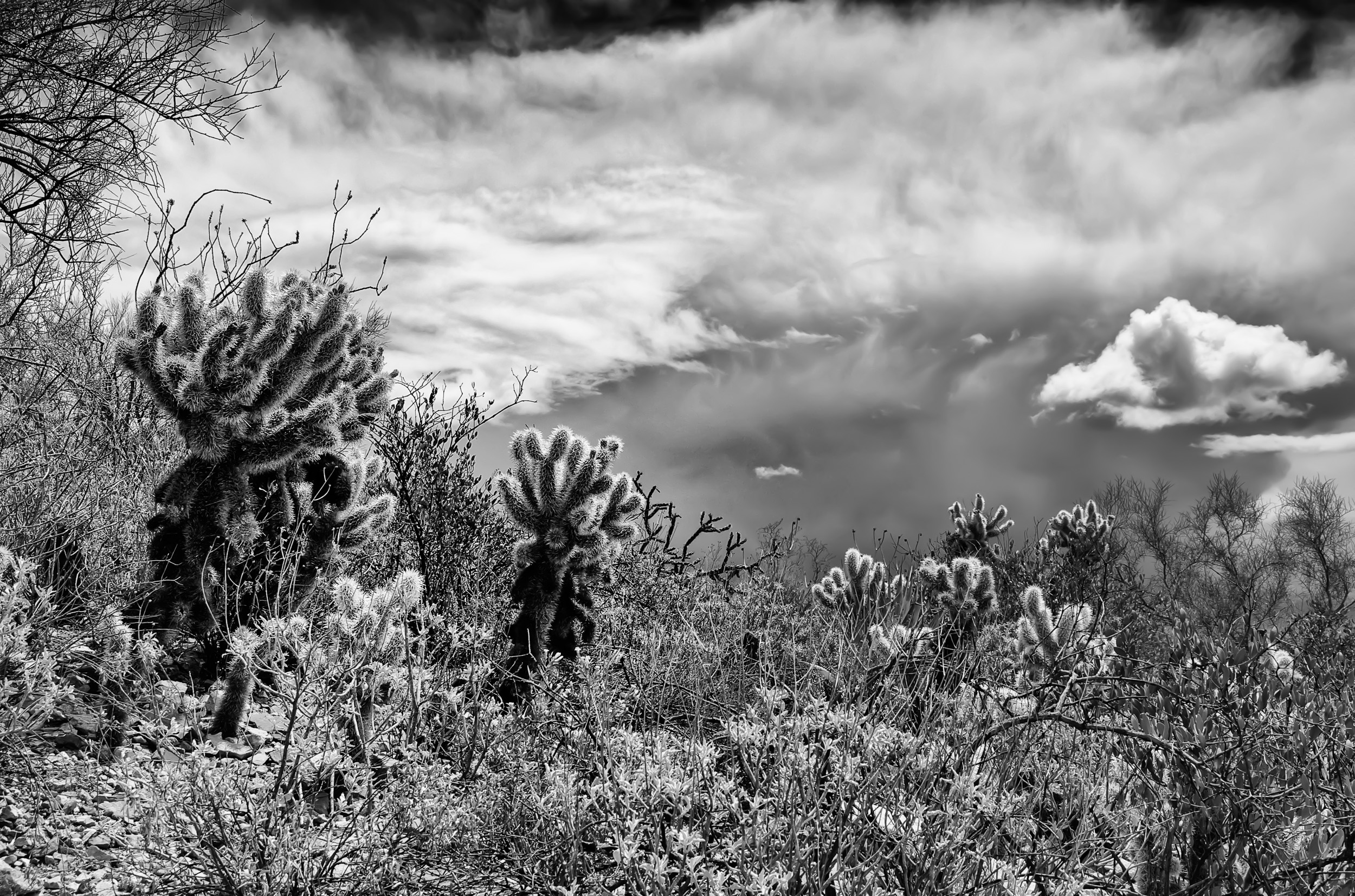 Desert Plants and Approaching Storm