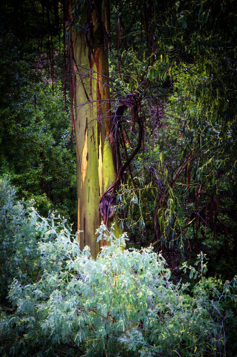 Eucalyptus in the Forest