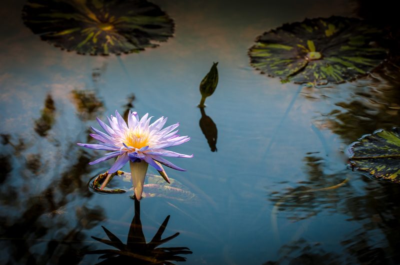 Water Lily in a Stream