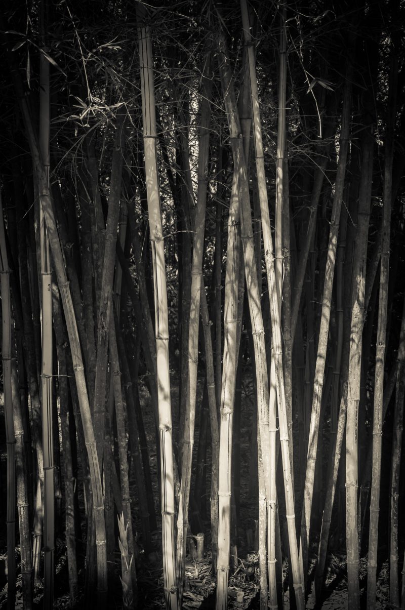 Stand of Bamboo