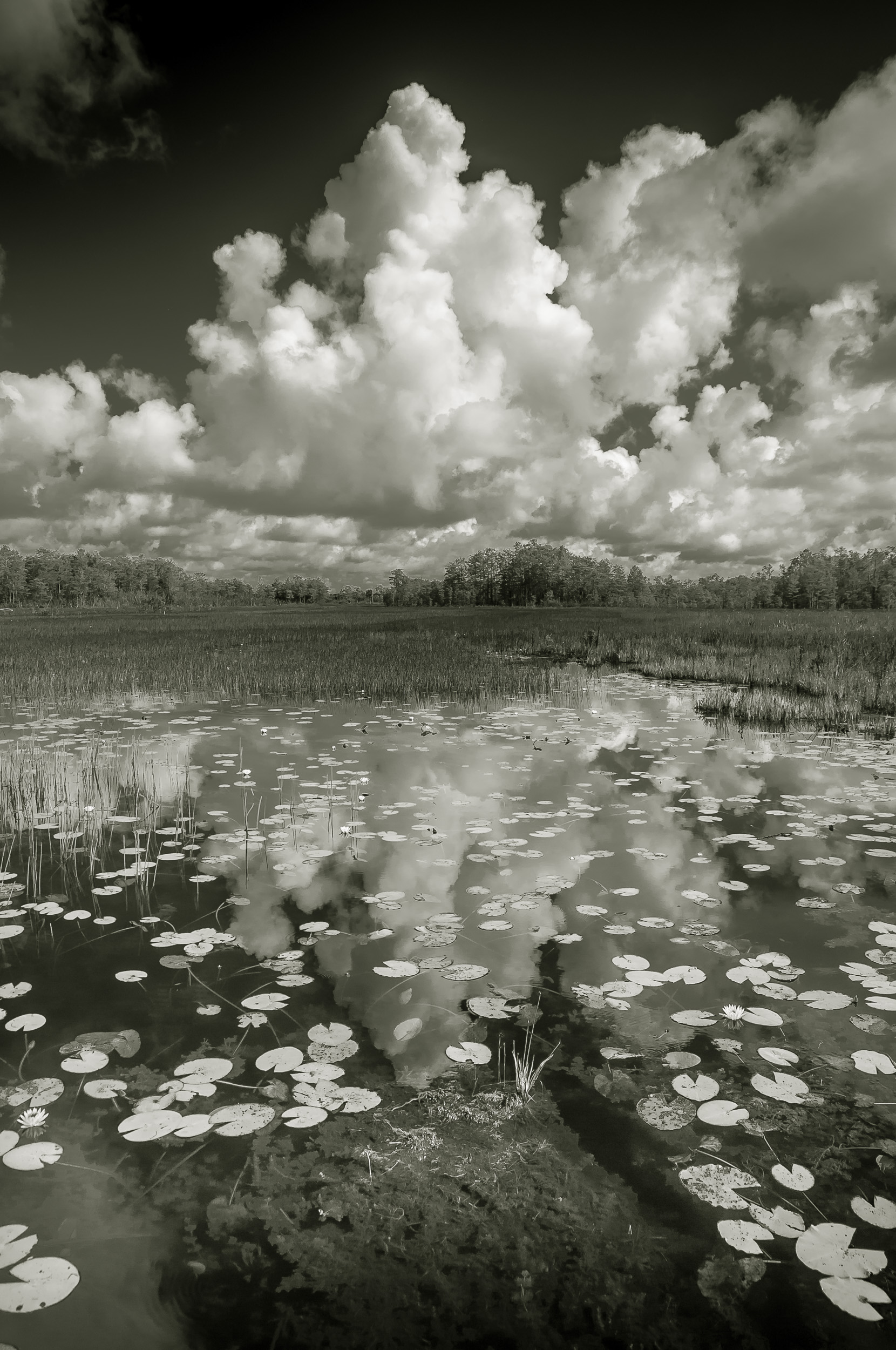 Everglades #1